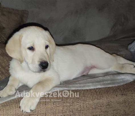 Labrador kölyök nyakörv mérés