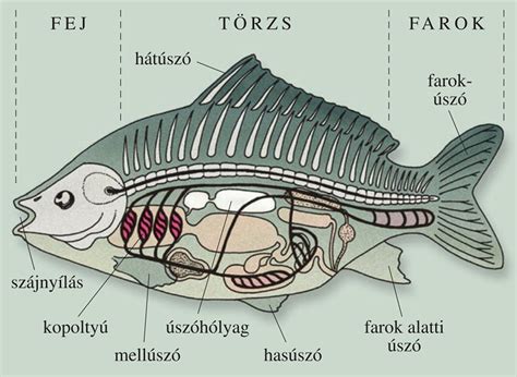 A gerincesek három tengelye