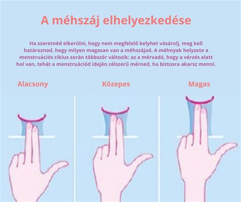 Infografika a méhszáj tágulásának folyamatáról