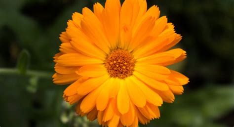 Gyógynövények és körömvirág