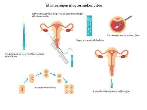 inszemináció folyamata