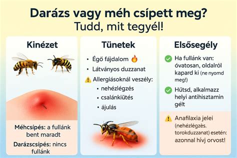 Látványos infografika a méh anatómiájáról