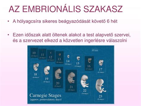 Embrió visszaültetésének folyamata