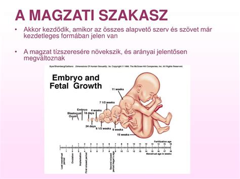 magzati agy fejlődése