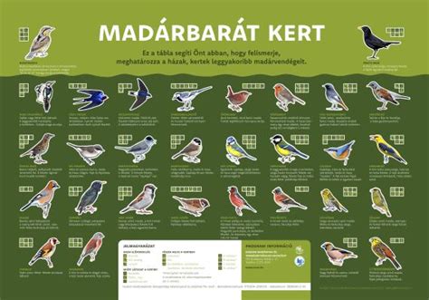 Madárbarát kert elemei
