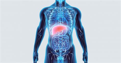 A máj működése és a májfunkciós vizsgálatok