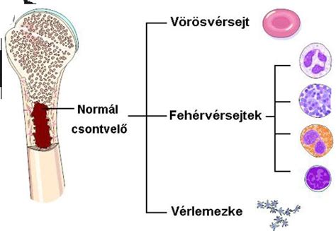 A fehérvérsejtek típusai és szerepük az immunrendszerben