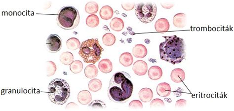 A vér összetevői és szerepük a szervezetben