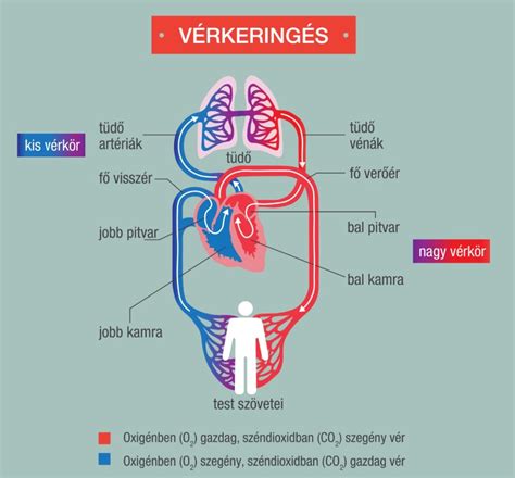 A szív és a keringési rendszer illusztrációja