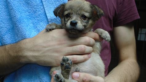 talált kutya örökbefogadás