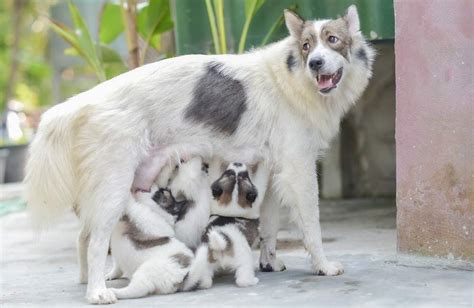 anya szoptatja csecsemőjét