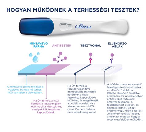 A béta-HCG szint változása a terhesség alatt