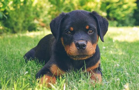 Rottweiler kölyök tanulja a 