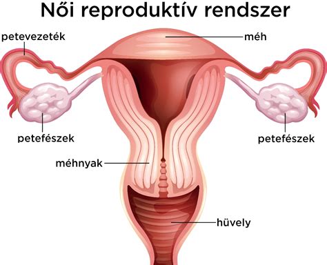 A női reproduktív rendszer anatómiai ábrája