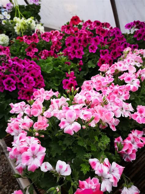 Egynyári és évelő virágok összehasonlítása