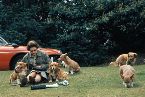 II. Erzsébet királynő és Pembroke Welsh Corgi kutyái