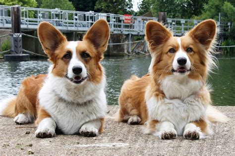 Összehasonlítás: Pembroke és Cardigan Welsh Corgi