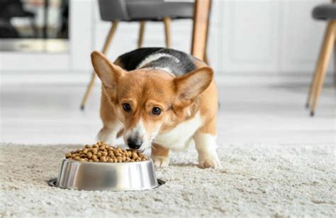 Egészséges táplálkozás Pembroke Welsh Corgi számára