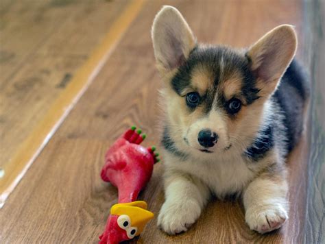 Választás felelősséggel: Pembroke Welsh Corgi kiskutya