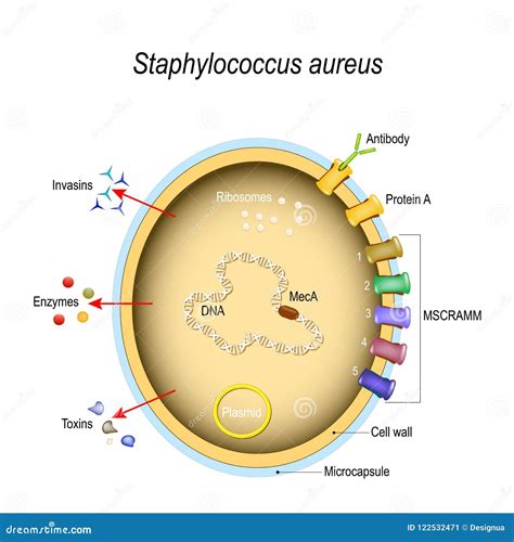 Diagram a Staphylococcus baktériumok sejtszerkezetéről