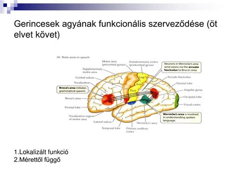 idegrendszer fejlődése