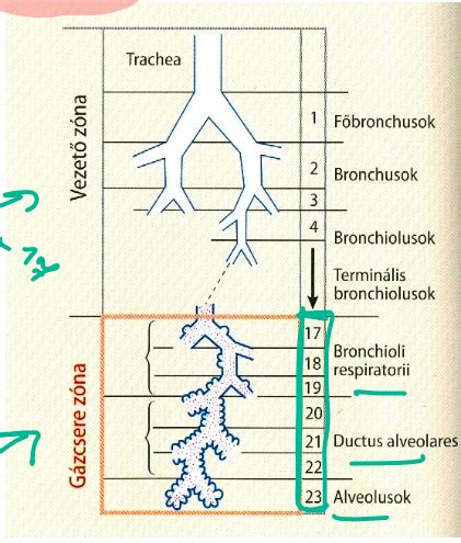 A magzati tüdő fejlődése és a surfactant szerepe