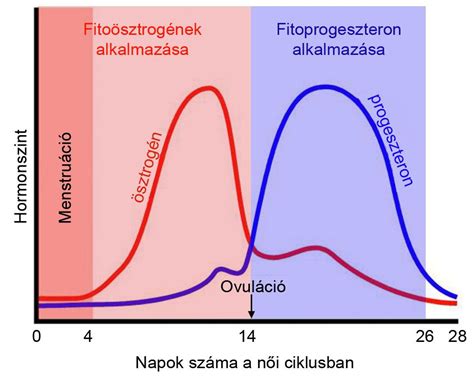 A női hormonális ciklus és a progeszteron szintje