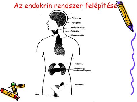 A női hormonális rendszer felépítése