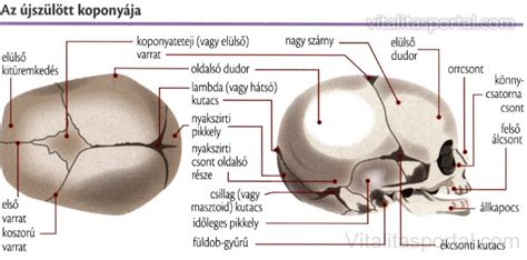 csecsemő koponyája kutacs