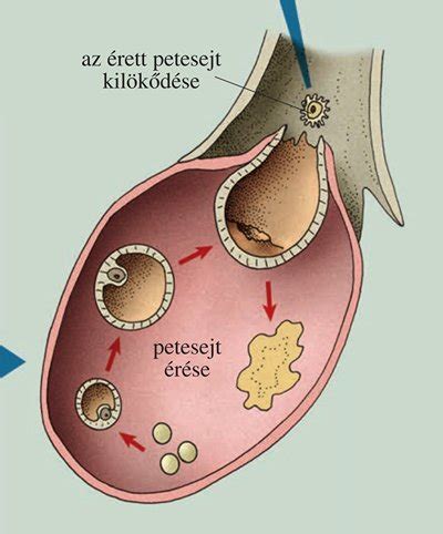 A petesejt útja a méhig