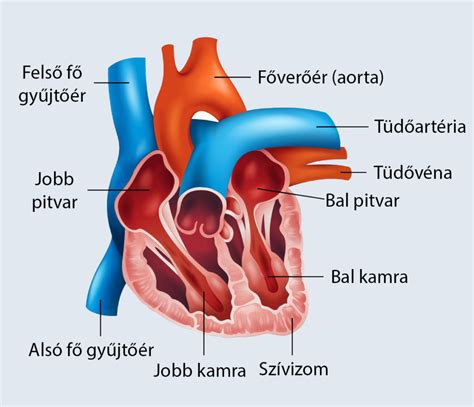 Szív és érrendszer terhesség alatt