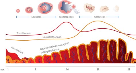 A petesejt leszívásának folyamata ultrahangvezérléssel