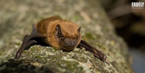 Térkép a Közönséges denevér elterjedéséről Európában