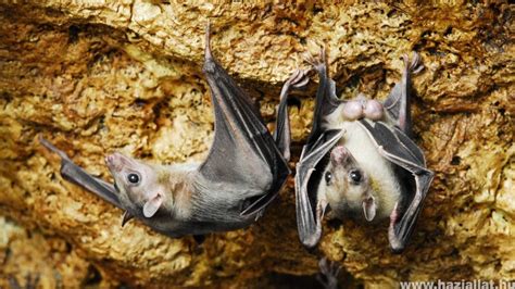 Denevér rovart fog a levegőben