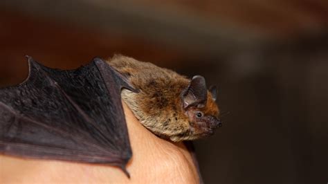 Denevérkölyök gondozása