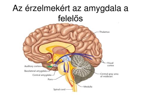 Agy és érzelmek