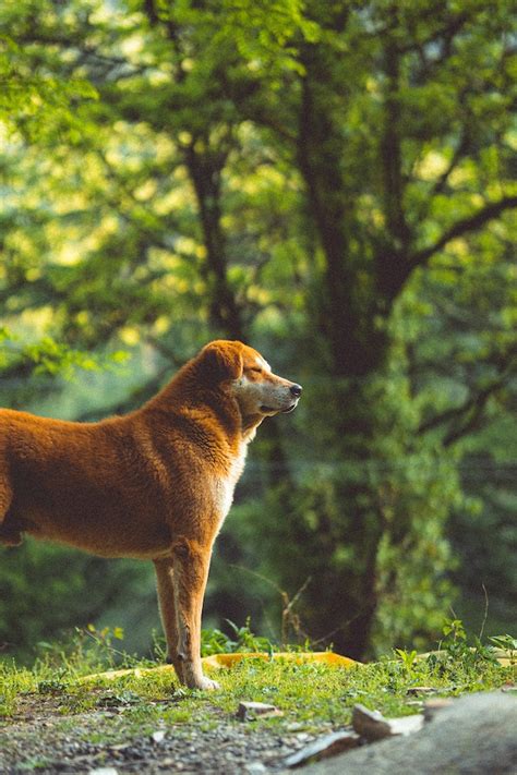 a nyáladzás okai és tünetei