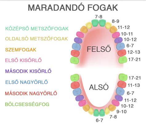 A tejfogak fejlődése és kibújása.