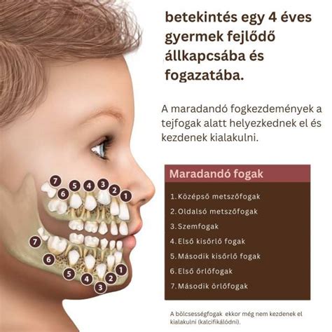A tejfog szerkezete.