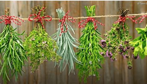 Különböző gyógynövények