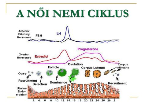 Hormonális ciklus diagram