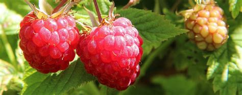 Málna bokor virágokkal