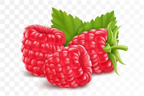 Illusztráció a málna növényről