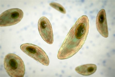Toxoplasma gondii parazita elektronmikroszkópos képe