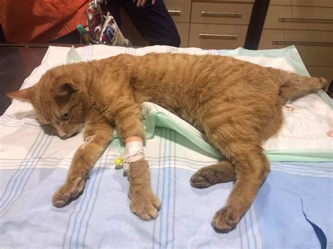 ivartalanítás fontossága