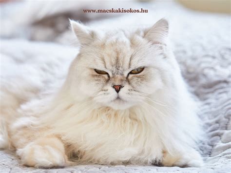 felnőtt macska pihen