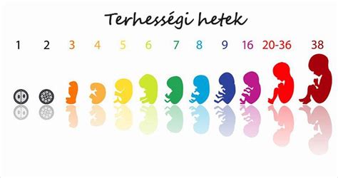 A magzat fejlődése a második trimeszterben