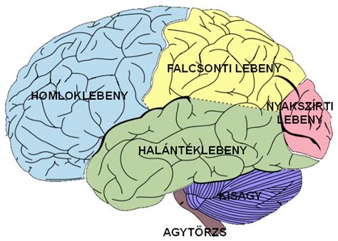 Agyféltekék és a beszéd területei