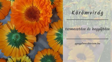 Bio körömvirág termesztése