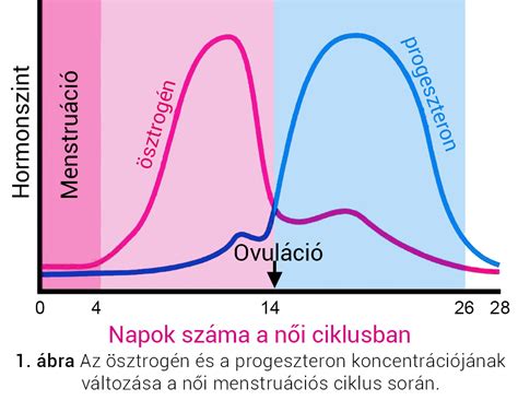 A progeszteron hiány és az ösztrogén dominancia összehasonlítása